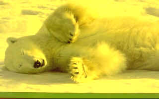 BearSunshine.bmp (192054 bytes)